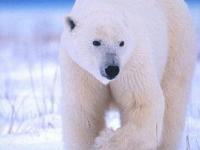 Размер белых медведей уменьшился из-за потепления