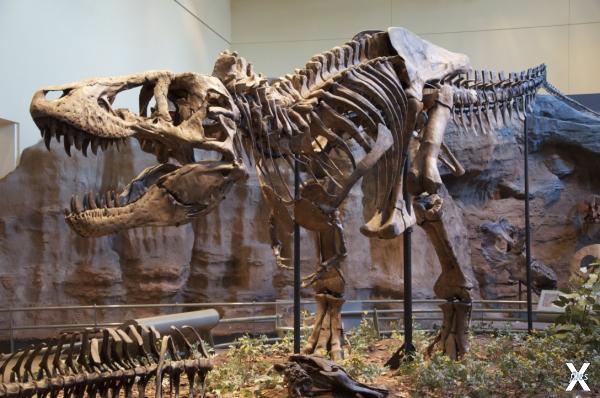 Скелет Tyrannosaurus rex в Музее есте...
