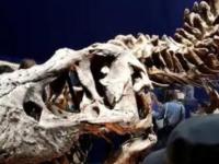 Император, королева и король: судя по костям, тираннозавров рексов три вида