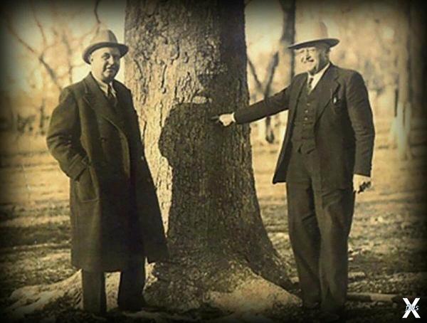 Генри Зигланд и пуля в дереве
