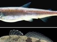 Ученые открыли 57 новых видов пресноводных рыб