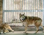 В Южной Корее умер первый клонированный волк