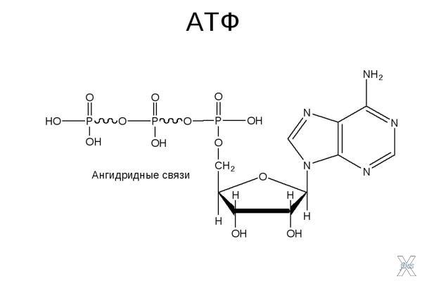 Строение молекулы АТФ