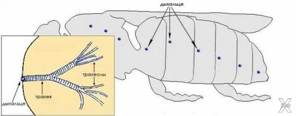 Трахеолы в организме пчелы