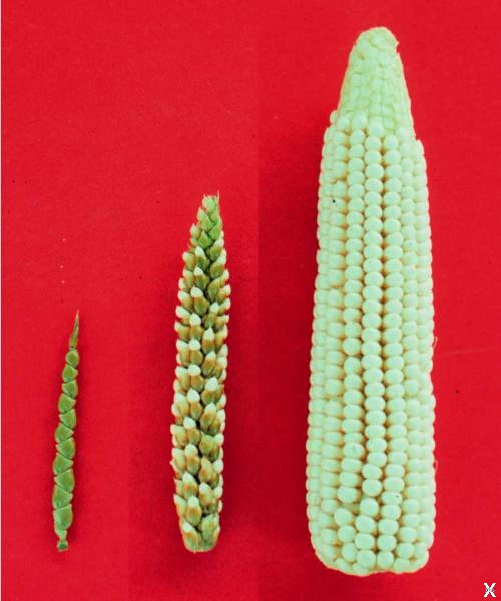 Какие есть сорта растений. Дикая кукуруза теосинте. Теосинте предок кукурузы. Теосинте растение. Предок кукурузы теосинте дикий.