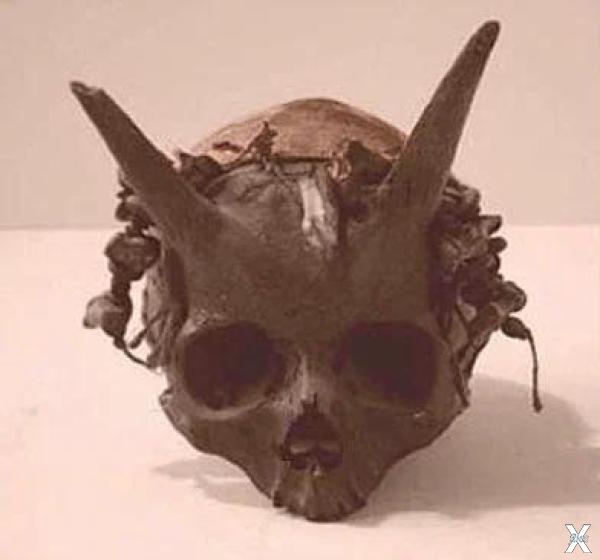 Кому могли принадлежать подобные черепа?