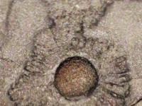 Франсвильская биота: необъяснимые следы, оставленные 2.2 миллиарда лет назад