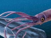 Ошеломляющий факт о гигантских головоногих глубин океана