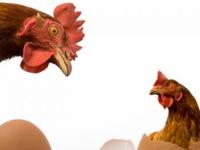 Что на самом деле было раньше, курица или яйцо? Рассказывает палебиолог