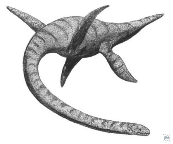 Плезиозавр. Реконструкция