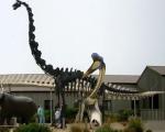 В Китае обнаружен "американский" динозавр
