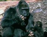 Самки горилл используют секс в борьбе за самца