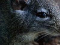 В лесах Папуа-Новой Гвинеи нашли огромных крыс