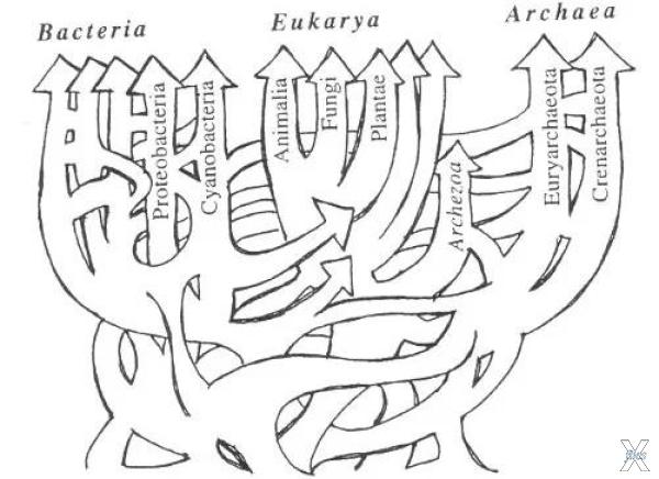 Вот как-то так эволюционное древо выг...
