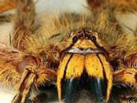 Редкий вид пауков назвали в честь Дэвида Боуи