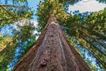 Выше статуи Свободы: ученые назвали самое высокое дерево в мире