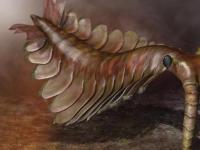Тайна рождения альфа-хищников кембрийского моря - «ужасных креветок»