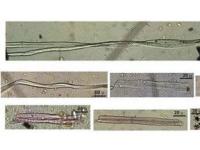 В Грузии обнаружены древнейшие льняные волокна