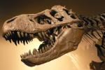 Черепа динозавров с идеально ровными отверстиями от огнестрела. Кто стрелял в древних рептилий?