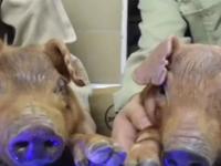 Научное чудо: мертвая свинья воскресла через час после смерти