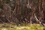 Пьяный лес: какая сила деформировала деревья вокруг рязанского села Тырново