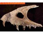 Найдены останки миниатюрного тираннозавра