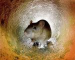 Ученые впервые вылечили паралич у крыс