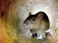 Ученые впервые вылечили паралич у крыс