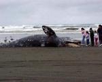 Найдены животные, которые питаются мертвыми китами