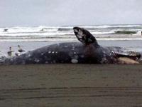 Найдены животные, которые питаются мертвыми китами