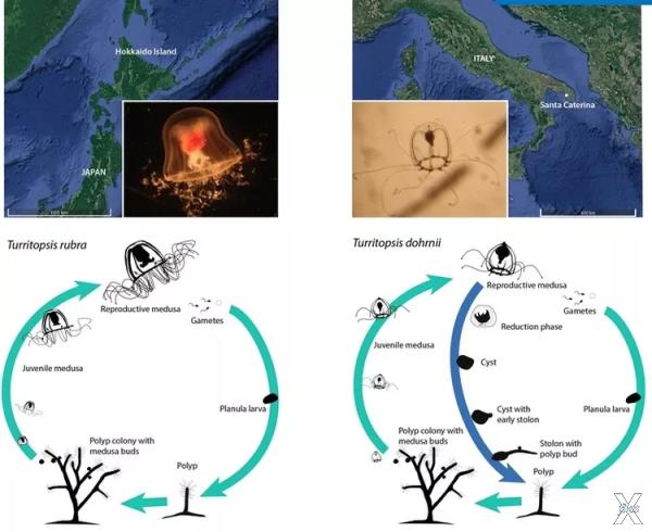 Жизненные циклы медуз смертной (слева...