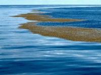 Саргассово море: куча обломков и страх моряков. Что таит «Пустыня в океане?»