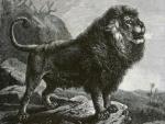Хищник в 200 кг: куда исчезли Берберийские львы?