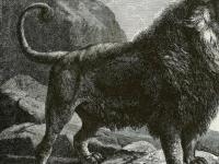 Хищник в 200 кг: куда исчезли Берберийские львы?