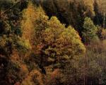 Ученые объяснили различие цвета осенней листвы в разных полушариях
