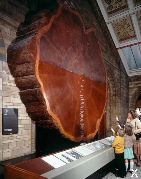 Спил ствола секвойи в Лондонском музе...