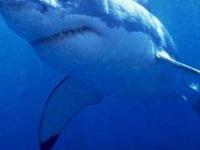 В Палау будет создан первый в мире акулий заповедник