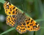 Антенны бабочек выполняют функцию биологических часов
