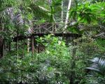 Эксперты: Сообщения о смерти тропиков преувеличены