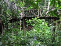 Эксперты: Сообщения о смерти тропиков преувеличены