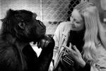Почему обезьяны до сих пор не говорят как люди?