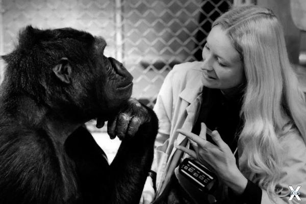 Коко - самка гориллы, которая с помощ...
