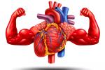 Если сердце это мышца, то почему оно не устает как мышцы рук и ног?