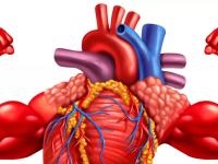 Если сердце это мышца, то почему оно не устает как мышцы рук и ног?