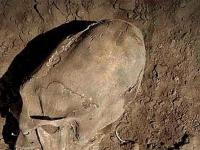 Тринадцать из двадцати пяти странных черепов, найденных в Мексике, не принадлежали людям