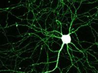 Ученые раскрыли механизм образования нервных клеток