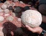 В Индии обнаружены сохранившиеся яйца динозавров