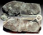 Ископаемое из другого мира? Трилобит, раздавленный обутой человеческой ногой сотни миллионов лет назад