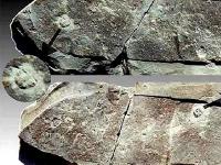 Ископаемое из другого мира? Трилобит, раздавленный обутой человеческой ногой сотни миллионов лет назад