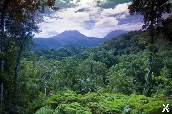 Тропические леса Соломоновых островов...